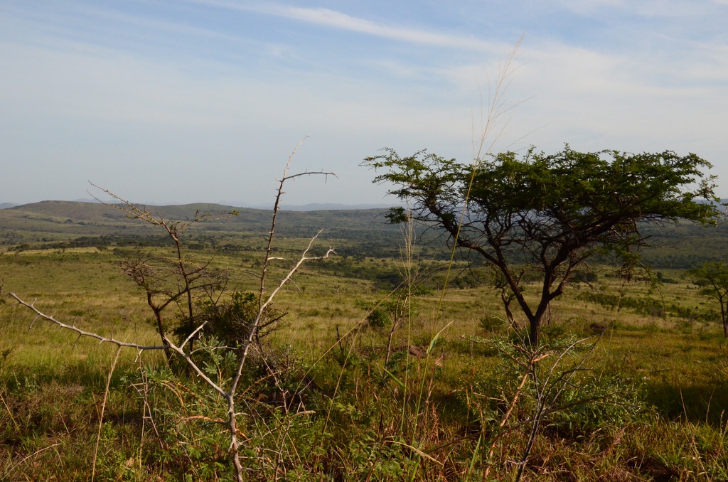 2015-05 South Africa/iMfolozi/DSC_0090.JPG
